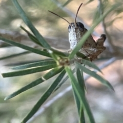 Phaulacridium vittatum at Ainslie, ACT - 8 Jan 2023