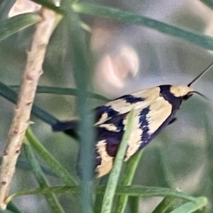 Olbonoma triptycha at Ainslie, ACT - 8 Jan 2023 06:58 PM