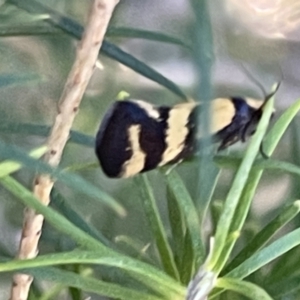 Olbonoma triptycha at Ainslie, ACT - 8 Jan 2023 06:58 PM