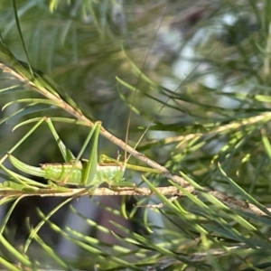 Conocephalomima barameda at Ainslie, ACT - 8 Jan 2023