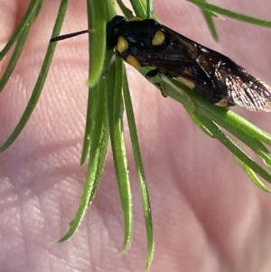 Perginae sp. (subfamily) at Ainslie, ACT - 8 Jan 2023