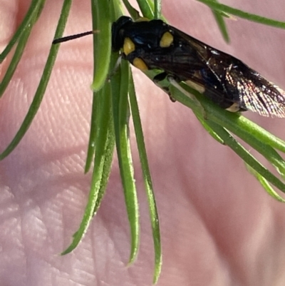 Perginae sp. (subfamily) (Unidentified pergine sawfly) at Ainslie, ACT - 8 Jan 2023 by Hejor1