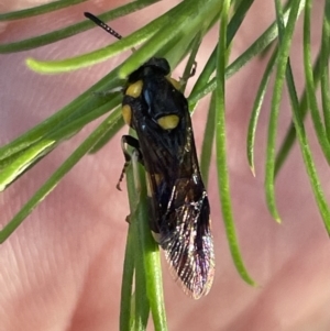 Perginae sp. (subfamily) at Ainslie, ACT - 8 Jan 2023