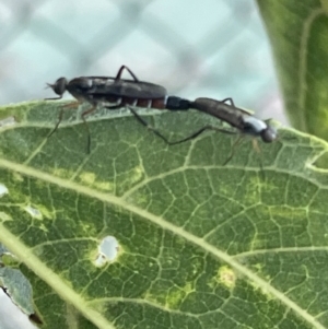 Taenogerella elizabethae at Ainslie, ACT - 8 Jan 2023