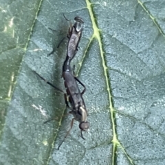 Taenogerella elizabethae at Ainslie, ACT - 8 Jan 2023