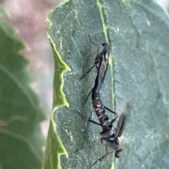 Taenogerella elizabethae at Ainslie, ACT - 8 Jan 2023