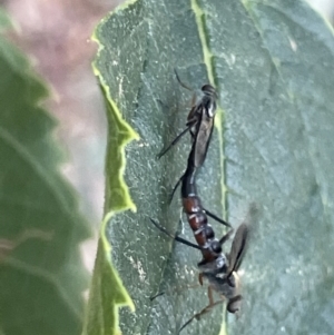 Taenogerella elizabethae at Ainslie, ACT - 8 Jan 2023