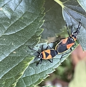 Dindymus versicolor at Ainslie, ACT - 8 Jan 2023