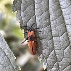 Porrostoma rhipidium (Long-nosed Lycid (Net-winged) beetle) at Ainslie, ACT - 8 Jan 2023 by Hejor1