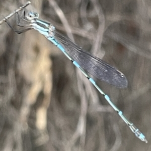 Austrolestes leda at Ainslie, ACT - 8 Jan 2023