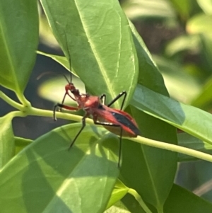 Gminatus australis at Ainslie, ACT - 8 Jan 2023 07:34 PM