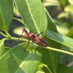 Gminatus australis (Orange assassin bug) at Ainslie, ACT - 8 Jan 2023 by Hejor1