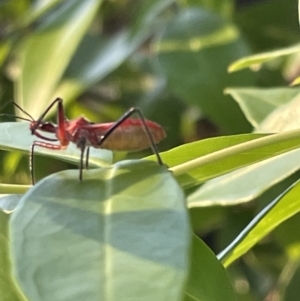 Gminatus australis at Ainslie, ACT - 8 Jan 2023 07:34 PM