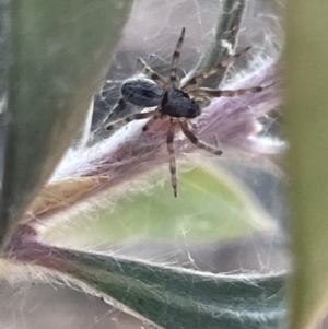 Badumna longinqua at Ainslie, ACT - 8 Jan 2023