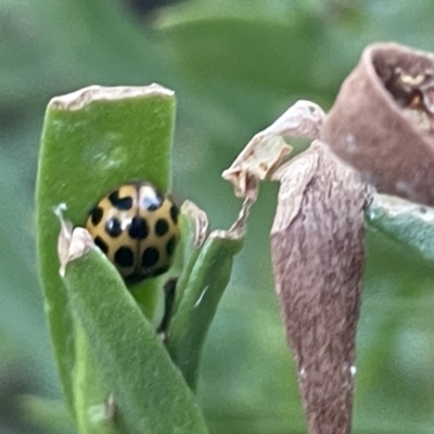 Harmonia conformis (Common Spotted Ladybird) at Ainslie, ACT - 8 Jan 2023 by Hejor1