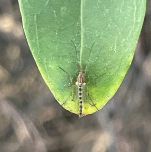 Chironomidae (family) at Ainslie, ACT - 8 Jan 2023 07:35 PM