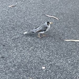 Manorina melanocephala at Ainslie, ACT - 8 Jan 2023