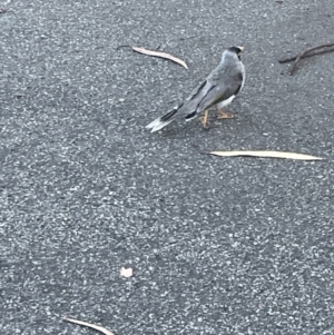 Manorina melanocephala at Ainslie, ACT - 8 Jan 2023