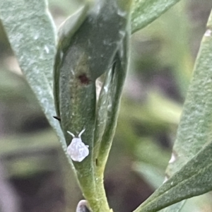 Anzora unicolor at Ainslie, ACT - 8 Jan 2023