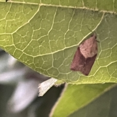 Epiphyas postvittana (Light Brown Apple Moth) at Ainslie, ACT - 8 Jan 2023 by Hejor1