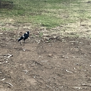 Gymnorhina tibicen at Ainslie, ACT - 8 Jan 2023