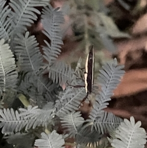 Rhinotia suturalis at Ainslie, ACT - 8 Jan 2023