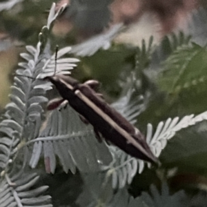 Rhinotia suturalis at Ainslie, ACT - 8 Jan 2023 08:35 PM