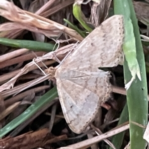 Scopula rubraria at Ainslie, ACT - 8 Jan 2023