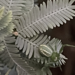 Lehtinelagia prasina (Leek-green flower spider) at Ainslie, ACT - 8 Jan 2023 by Hejor1