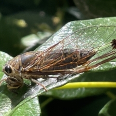 Galanga labeculata (Double-spotted cicada) at Canberra, ACT - 9 Jan 2023 by Hejor1