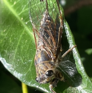 Galanga labeculata at Canberra, ACT - 9 Jan 2023