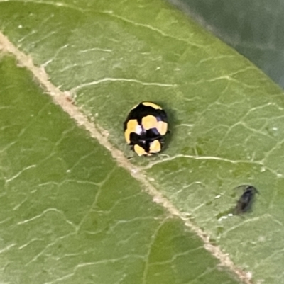 Illeis galbula (Fungus-eating Ladybird) at Ainslie, ACT - 8 Jan 2023 by Hejor1