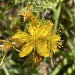 Hypericum perforatum (St John's Wort) at City Renewal Authority Area - 8 Jan 2023 by Hejor1