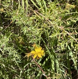 Hypericum perforatum at Canberra, ACT - 9 Jan 2023