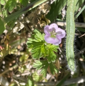 Geranium sp. Pleated sepals (D.E.Albrecht 4707) Vic. Herbarium at Canberra, ACT - 9 Jan 2023