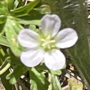 Geranium sp. at Canberra, ACT - 9 Jan 2023