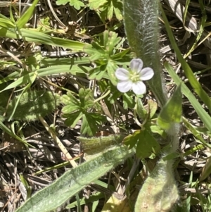 Geranium sp. at Canberra, ACT - 9 Jan 2023