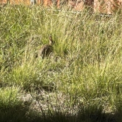 Oryctolagus cuniculus (European Rabbit) at City Renewal Authority Area - 8 Jan 2023 by Hejor1