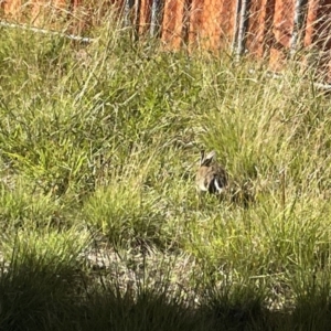 Oryctolagus cuniculus at Canberra, ACT - 9 Jan 2023