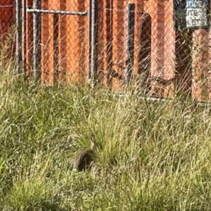 Oryctolagus cuniculus at Canberra, ACT - 9 Jan 2023