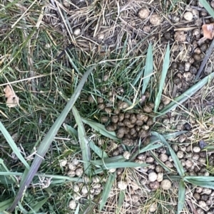 Oryctolagus cuniculus at Canberra, ACT - 9 Jan 2023