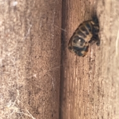 Harmonia conformis (Common Spotted Ladybird) at City Renewal Authority Area - 9 Jan 2023 by Hejor1