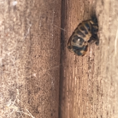 Harmonia conformis (Common Spotted Ladybird) at Canberra, ACT - 9 Jan 2023 by Hejor1