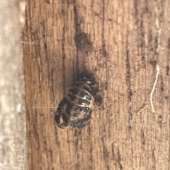 Harmonia conformis at Canberra, ACT - 9 Jan 2023