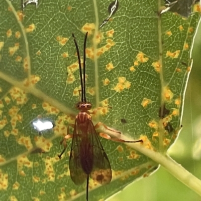 Ichneumonoidea (Superfamily) (A species of parasitic wasp) at Parkes, ACT - 9 Jan 2023 by Hejor1