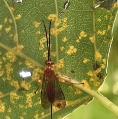 Unidentified Parasitic wasp (numerous families) at Commonwealth & Kings Parks - 9 Jan 2023 by Hejor1