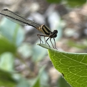 Nososticta solida at Parkes, ACT - 9 Jan 2023