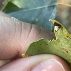 Phoroncidia sextuberculata (Six-knobbed Phoroncidia) at Mount Ainslie to Black Mountain - 9 Jan 2023 by Hejor1