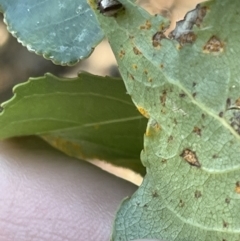 Phoroncidia sextuberculata at Parkes, ACT - 9 Jan 2023