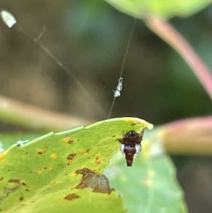 Phoroncidia sextuberculata at Parkes, ACT - 9 Jan 2023